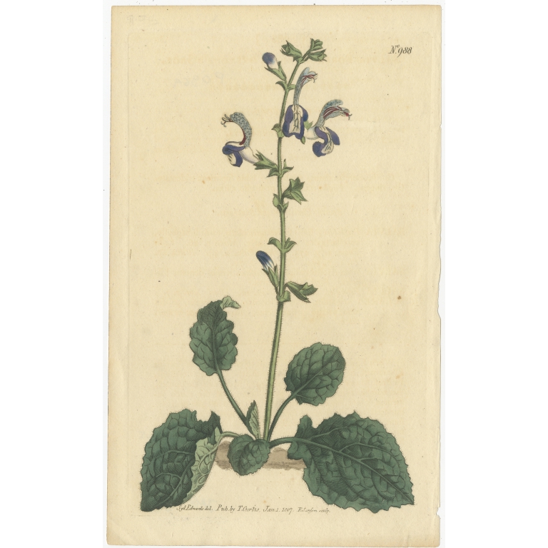 Antique Botany Print of Plectranthus Barbatus by Curtis (1807)