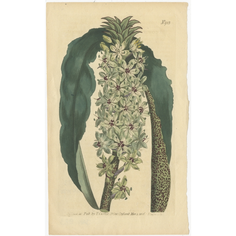 Antique Botany Print of Eucomis Comosa by Curtis (1806)