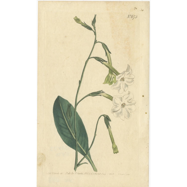 Antique Botany Print of Nicotiana Undulata by Curtis (1803)