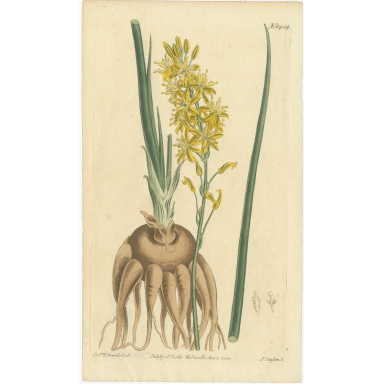 Antique Botany Print of Bulbine Cepacea by Curtis (1812)
