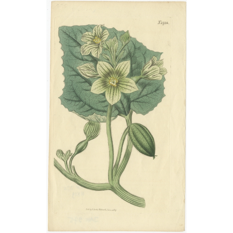 Antique Botany Print of Ecballium Elaterium by Curtis (1817)