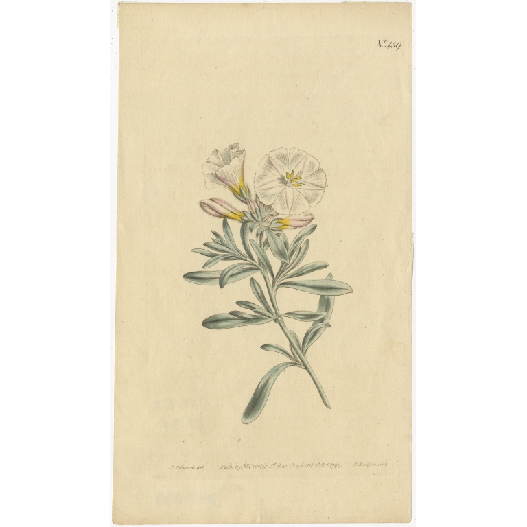Antique Botany Print of Convolvulus Cneorum by Curtis (1799)