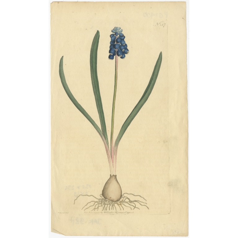 Antique Botany Print of Muscari by Curtis (1792)