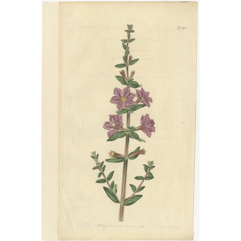 Antique Botany Print of Lythrum Alatum by Curtis (1816)