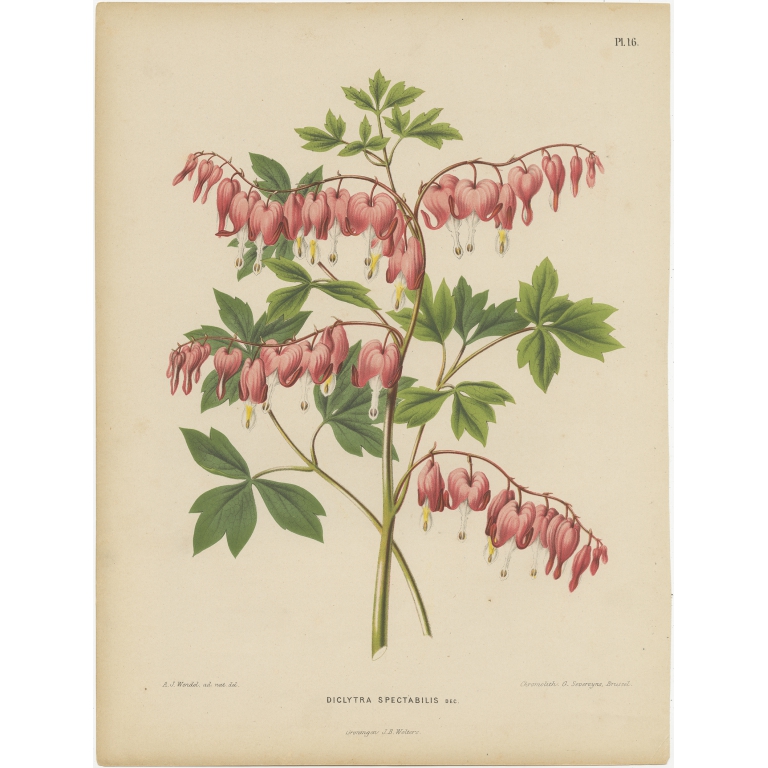 Antique Print of the Lamprocapnos Spectabilis by Severeyns (1868)