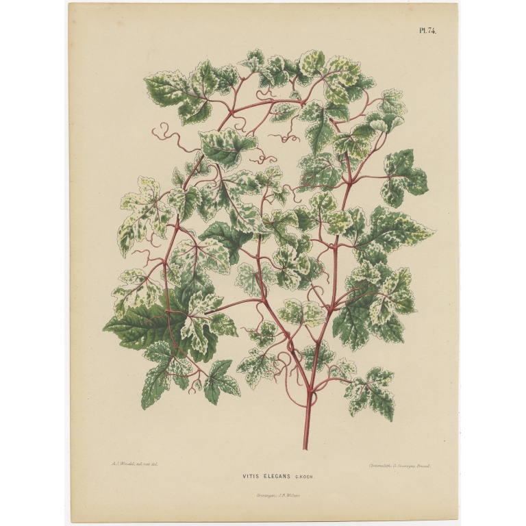 Antique Print of the Ampelopsis Glandulosa var. Heterophylla by Severeyns (1868)