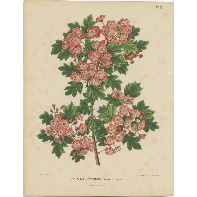 Antique Print of the Northern European Hawthorn by Severeyns (1868)