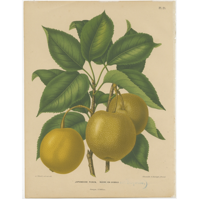 Antique Print of Japanese Pears by Severeyns (1879)