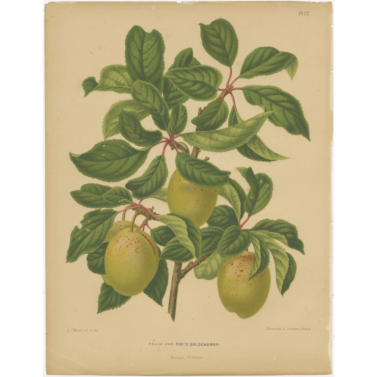 Antique Print of the Coe's Golden Drup Plum by Severeyns (1879)