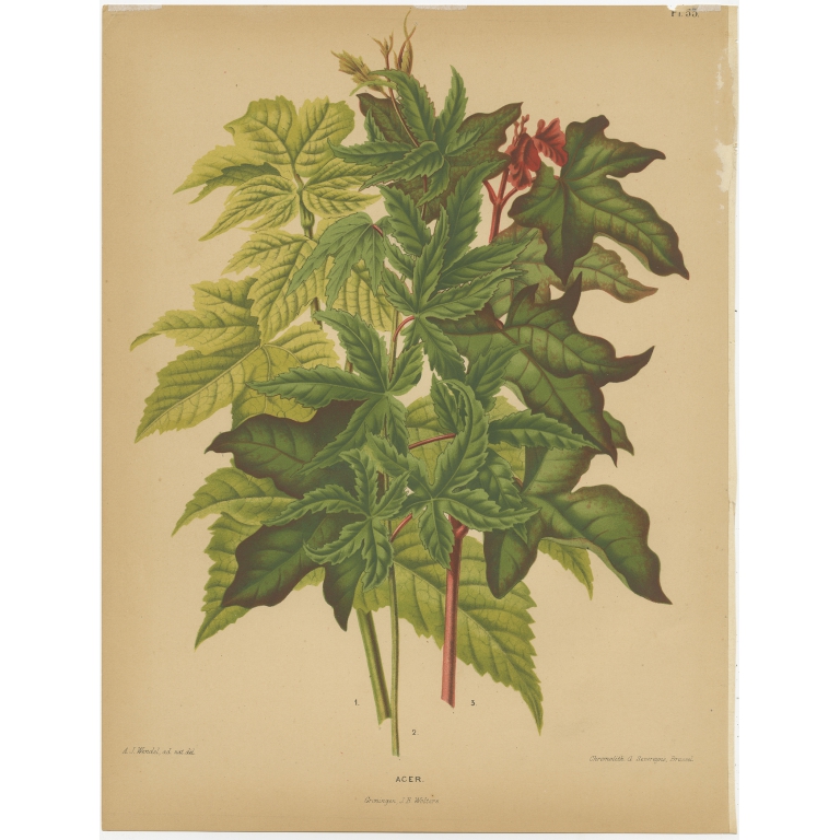 Antique Print of the Acer Palmatum by Severeyns (1879)