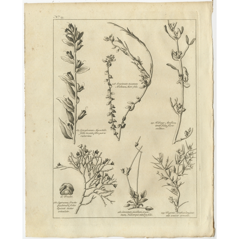 Antique Print of a Wallflower and other Plants by Shaw (1780)