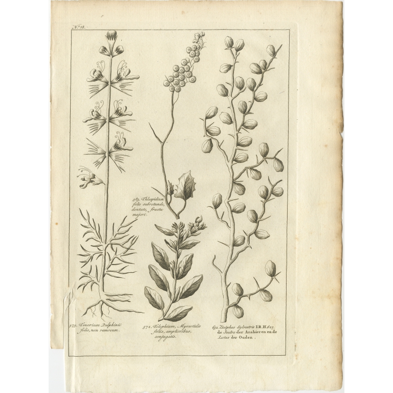 Antique Print of a Ziziphus and other Plants by Shaw (1780)