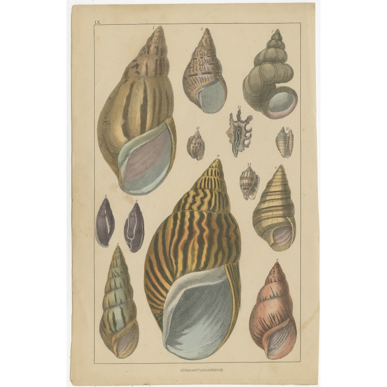 Pl. 60 Antique Print of various Sea Shells by Fullarton (c.1852)