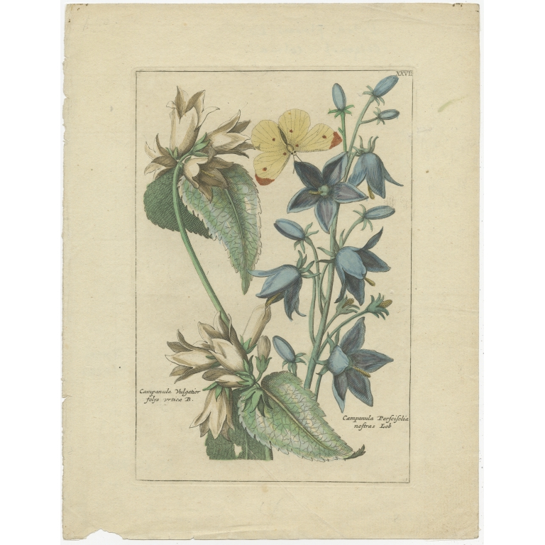 Antique Print of Campanula Plants by Elwe (1794)