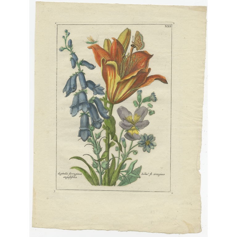Antique Print of the Orange Lily by Elwe (1794)
