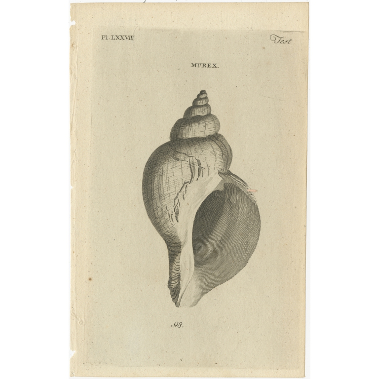Pl. 78 Antique Print of a Murex Shell by Pennant (1777)