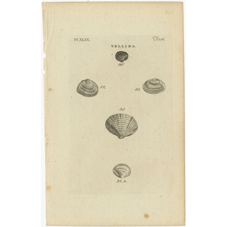 Pl. 49 Antique Print of Tellina Molluscs by Pennant (1777)