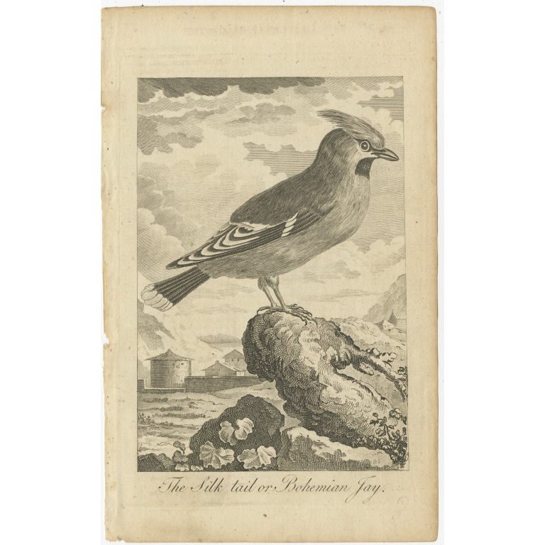 Antique Bird Print of the Bohemian Waxwing (c.1800)