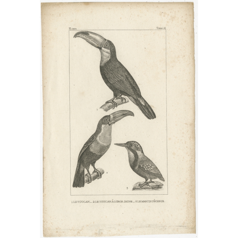 Antique Bird Print of the Toucan and Kingfisher (c.1820)