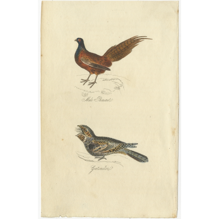 Antique Bird Print of a Male Pheasant and Nightjar by Mudie (1835)