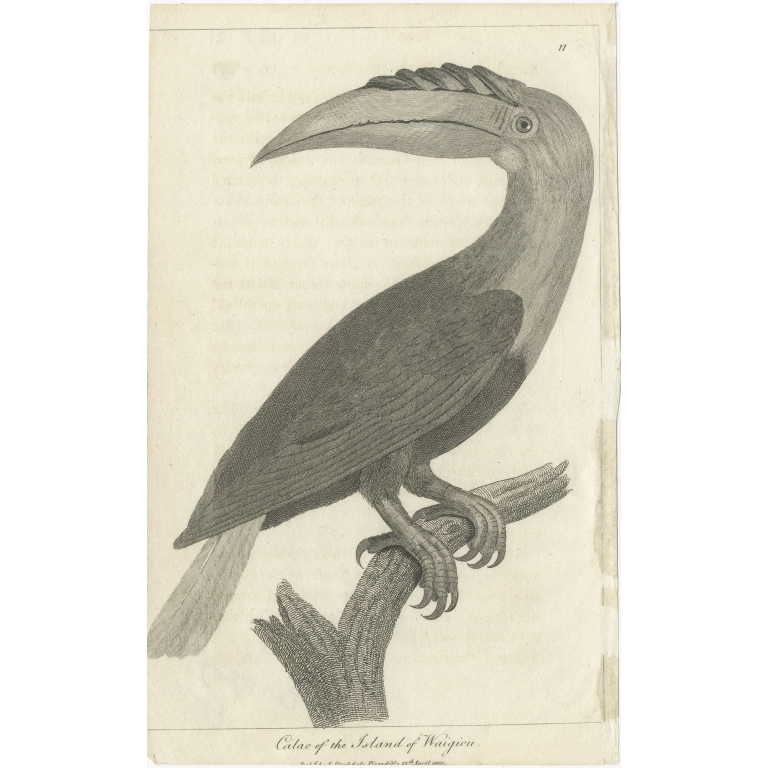 Antique Bird Print of a Hornbill of the island of Waigeo by Stockdale (1800)