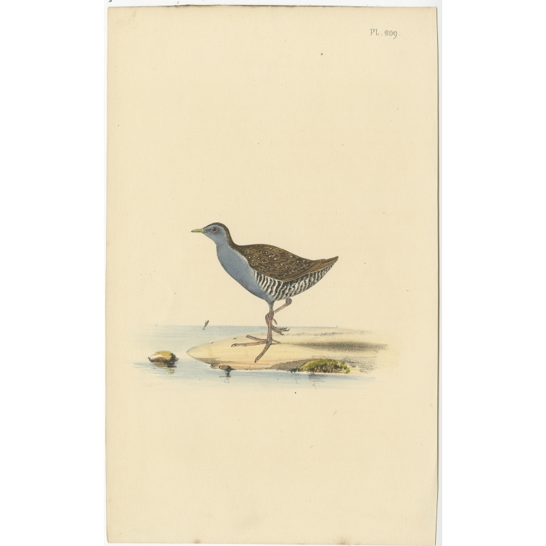 Antique Bird Print of a Sandpiper (c.1840)