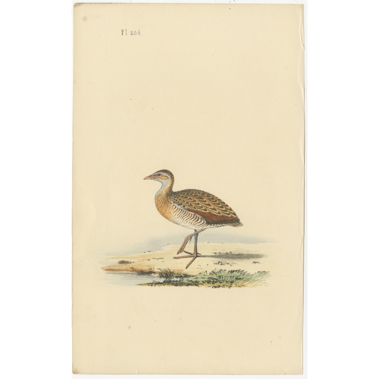Antique Bird Print of a Plover (c.1840)
