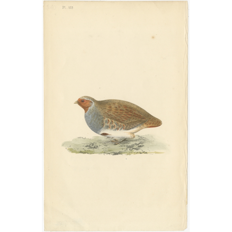 Antique Bird Print of a Rail (c.1840)