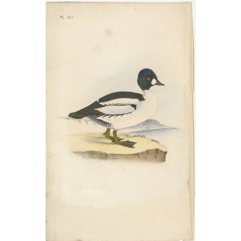 Antique Bird Print of a Duck (c.1840)
