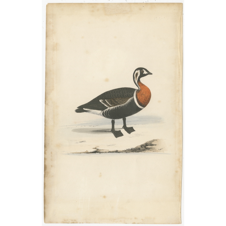 Antique Bird Print of a Red-Breasted Duck (c.1840)