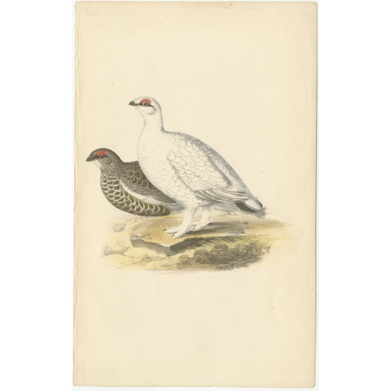 Antique Bird Print of the Rock Ptarmigan (c.1840)
