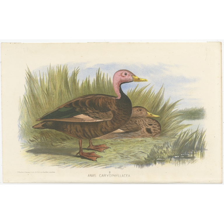 Antique Bird Print of the Pink-Headed Duck by Hume & Marshall (1879)