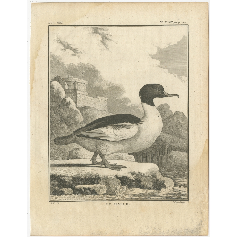 Antique Bird Print of a Common Merganser by Buffon (1766)