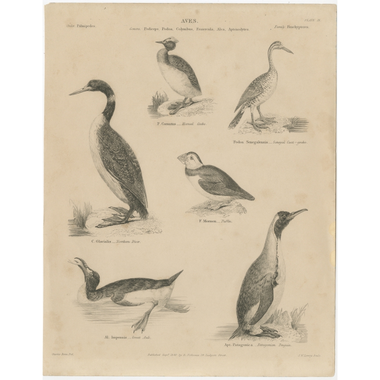 Antique Print of the Horned Greve, Great Auk and other Birds by Lowry (1840)
