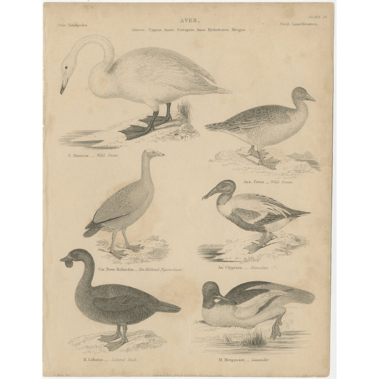 Antique Print of the Wild Swan, Wild Goose and other Birds by Lowry (1840)