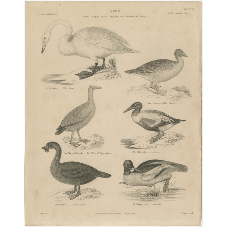 Antique Print of the Wild Swan, Wild Goose and other Birds by Lowry (1841)
