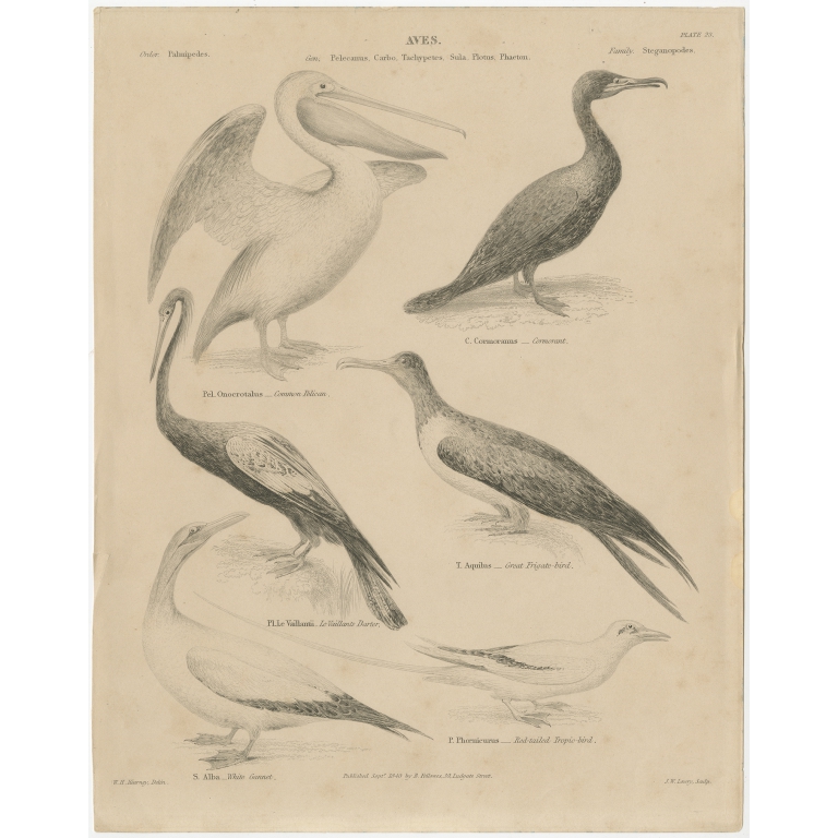 Antique Print of the Common Pelican, Cormorant and other Birds by Lowry (1841)