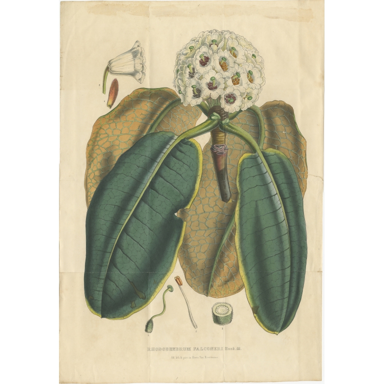 Antique Botany Print of the Falconer Rhododendron by Van Houtte (1849)