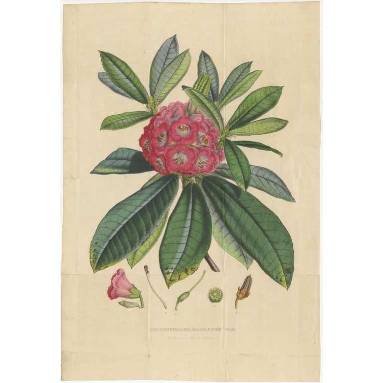 Antique Botany Print of the Rhododendron Barbatum by Van Houtte (1849)