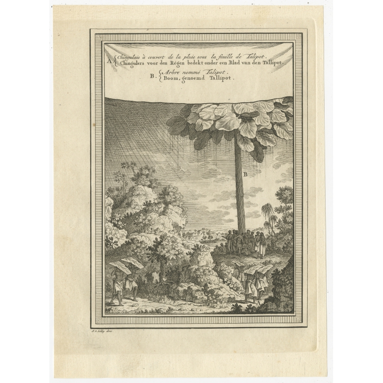 Antique Print of Sinhalese People and a Talipot Palm by Van Schley (1755)