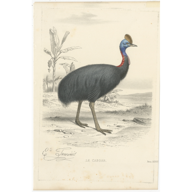 Antique Print of a Cassowary Bird by Travies (c.1860)