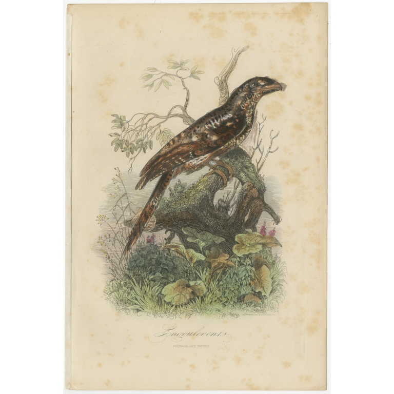 Antique Print of a Nighthawk by Comte (1854)