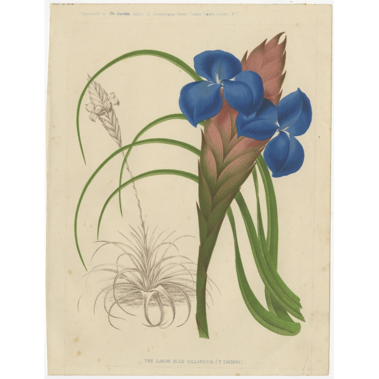 Antique Print of a Blue Tillandsia Plant (c.1878)