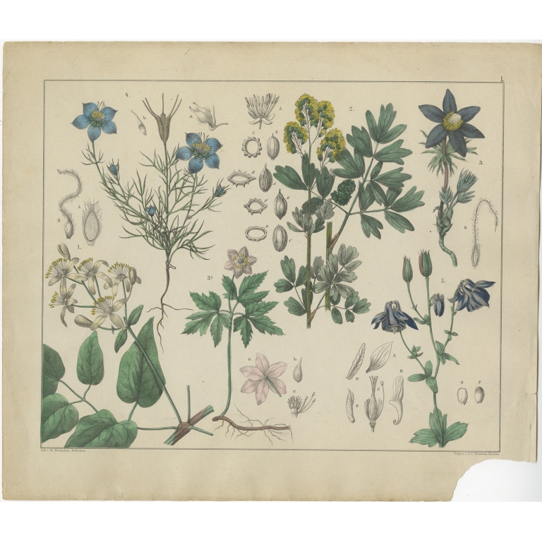 Pl. 1 Antique Botany Print of various Plants by Oudemans (c.1872)