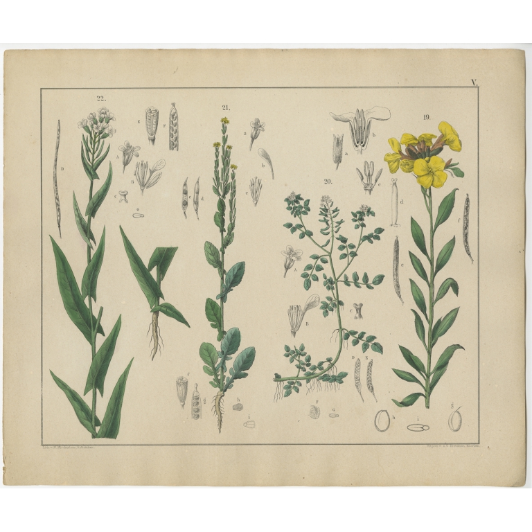 Pl. 5 Antique Botany Print of various Plants by Oudemans (c.1872)