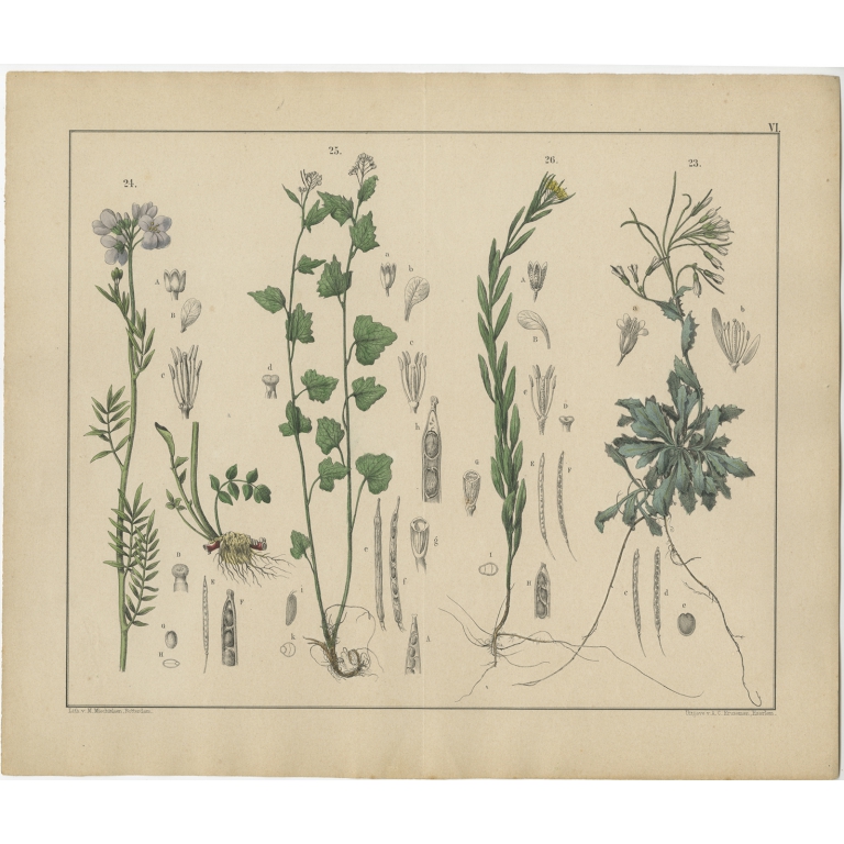 Pl. 6 Antique Botany Print of various Plants by Oudemans (c.1872)