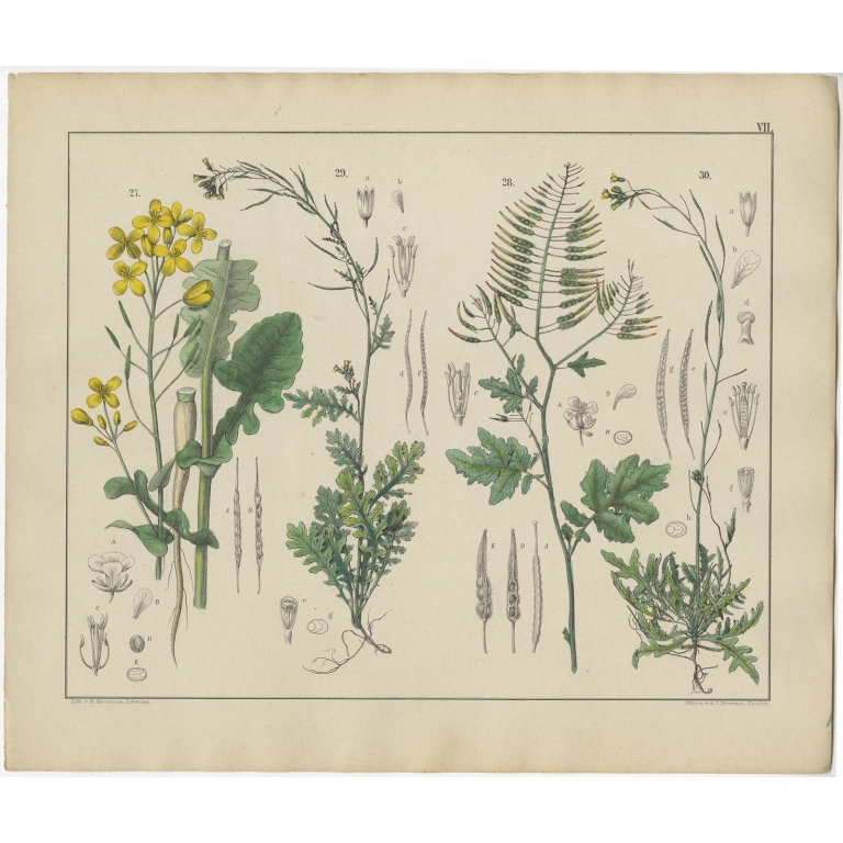 Pl. 7 Antique Botany Print of various Plants by Oudemans (c.1872)