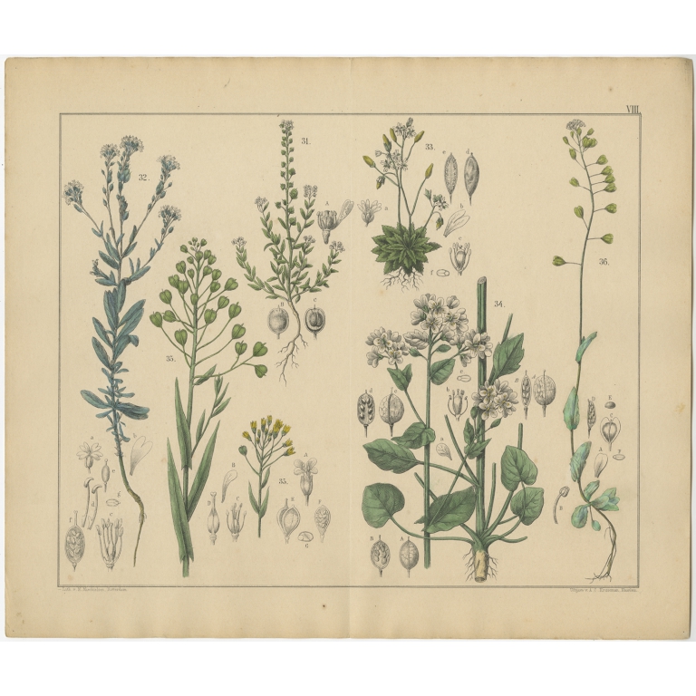Pl. 8 Antique Botany Print of various Plants by Oudemans (c.1872)