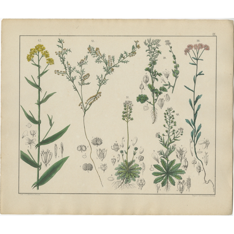 Pl. 9 Antique Botany Print of various Plants by Oudemans (c.1872)