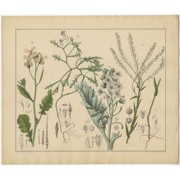 Pl. 10 Antique Botany Print of various Plants by Oudemans (c.1872)